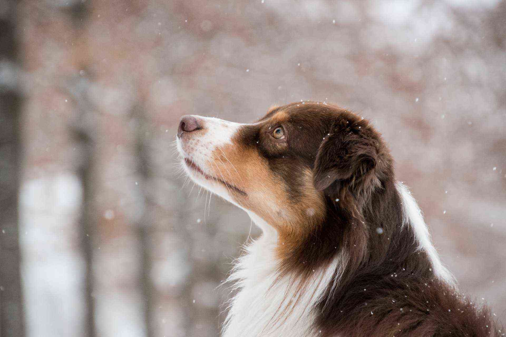 image de chien