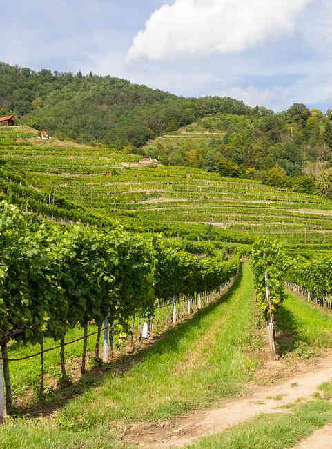 notre domaine viticole